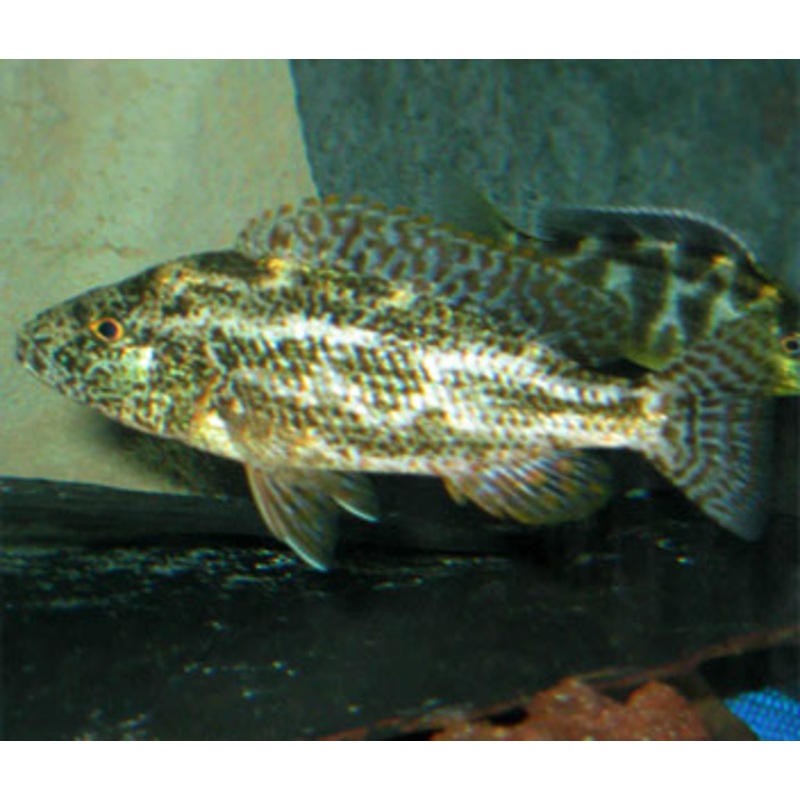 Nimbochromis Polystigma