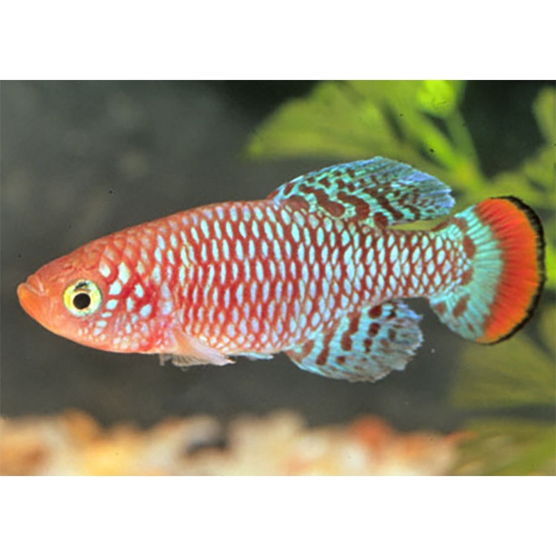 Nothobranchius Rachovii