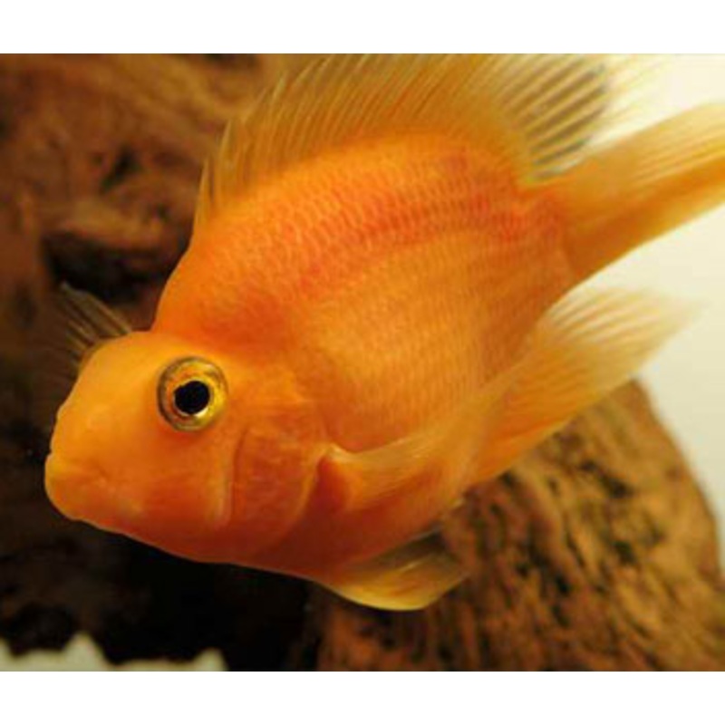 Parrot Cichlid - Blood - B grade
