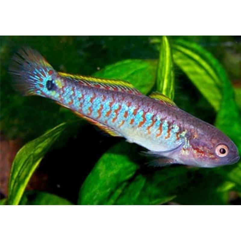 Peacock Gudgeon