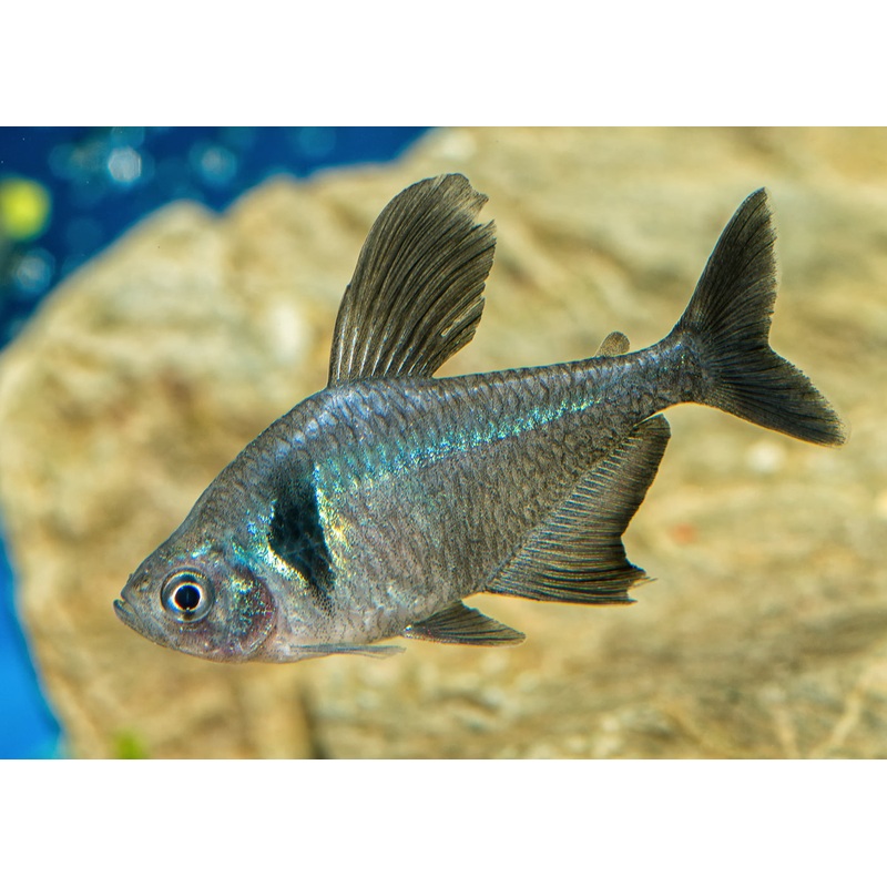 Phantom Tetra - Black