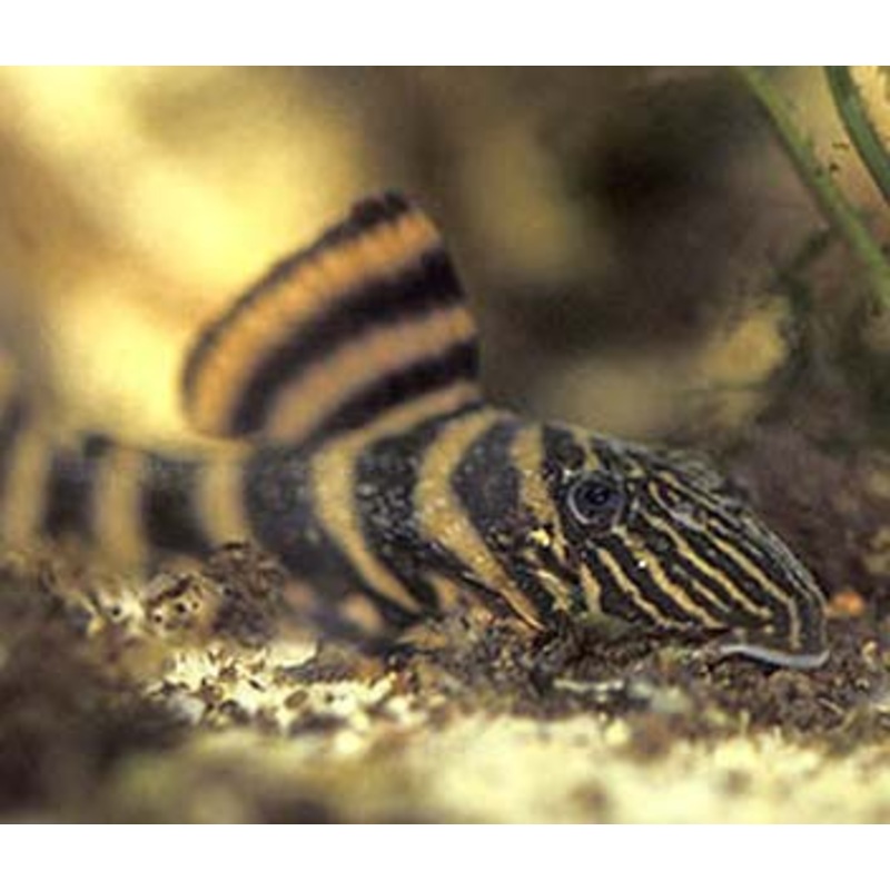 Pleco - Panaqolus Tiger Pleco L002