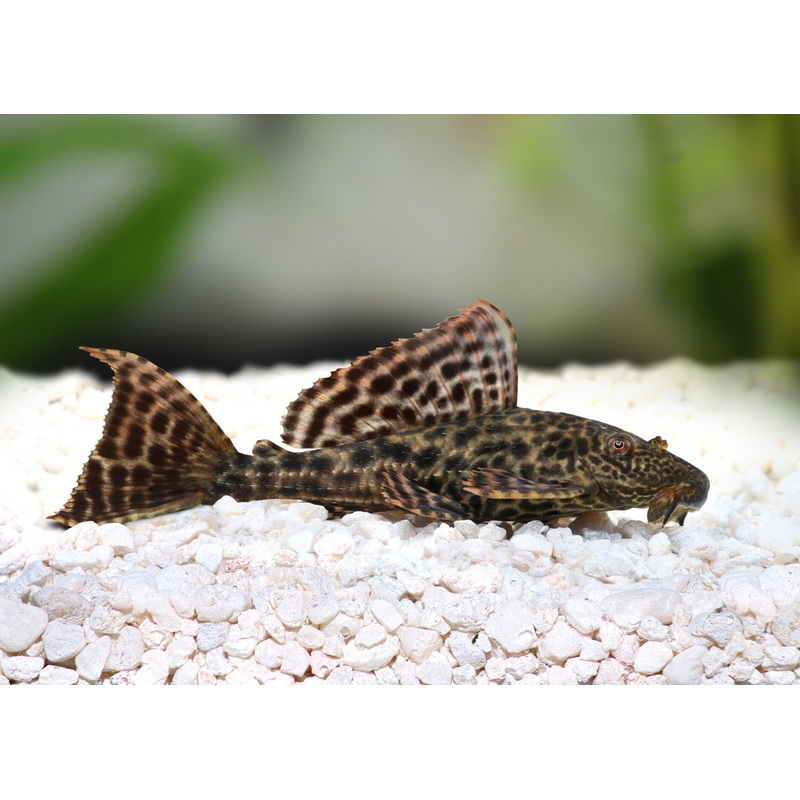 Plecostomus - Assorted