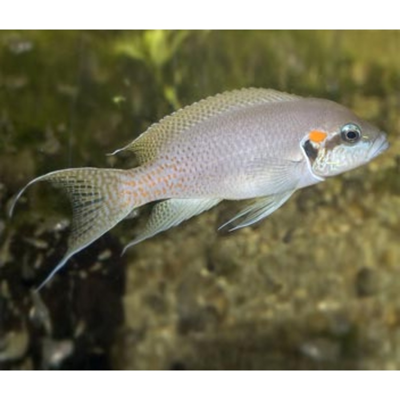 Princess Cichlid (N.Brichardi)