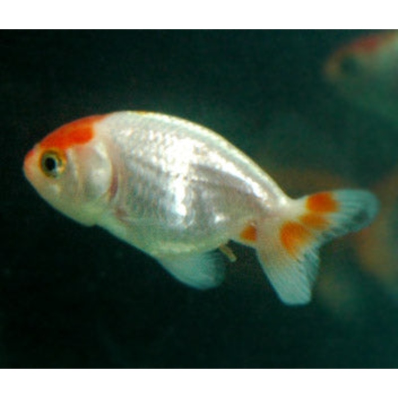 Ranchu Red And White