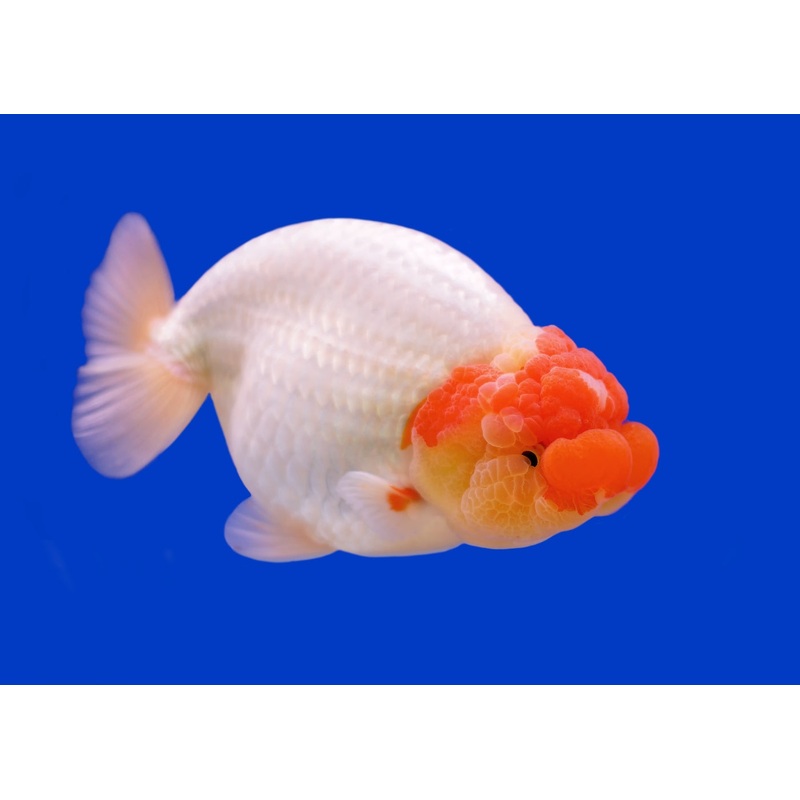 Ranchu - Red Head Fancy