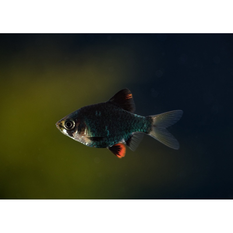 Tiger Barb Moss Green
