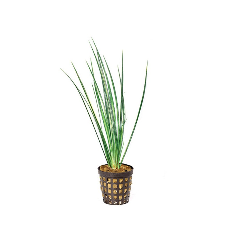 Variegated Rush in Mesh Pot