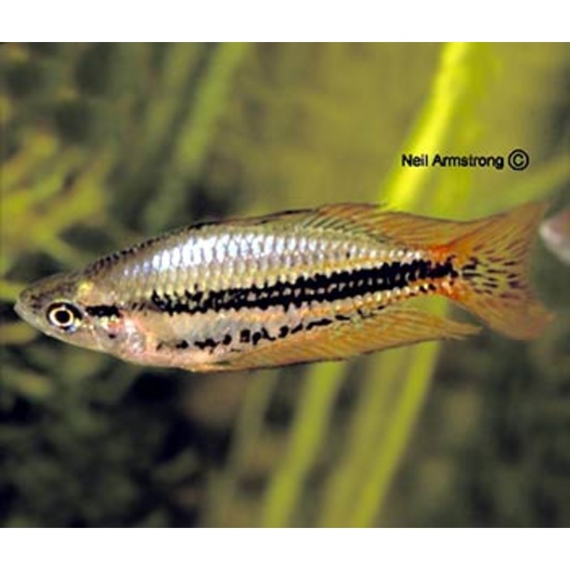 Western Rainbowfish - Drysdale R