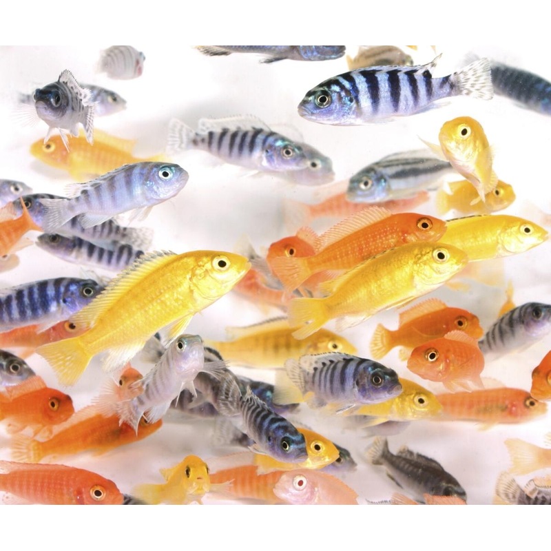 African Cichlids - Assorted