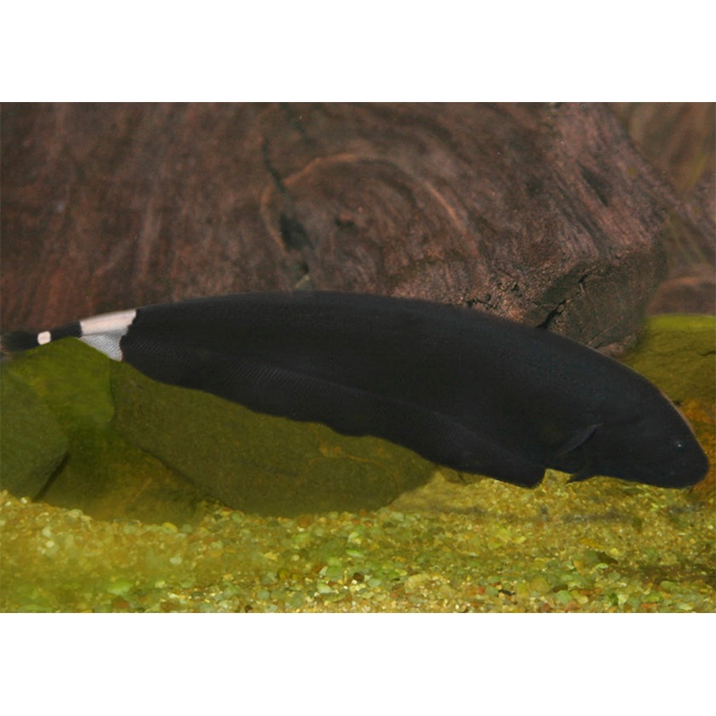 Black Ghost Knife