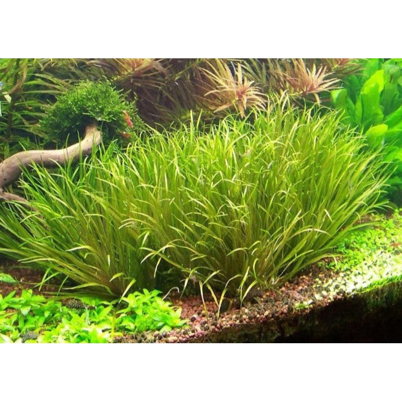 Blyxa Joponica