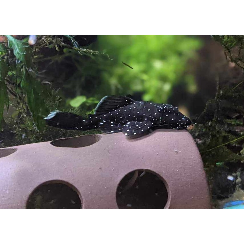 Bristlenose Catfish - Peppermint