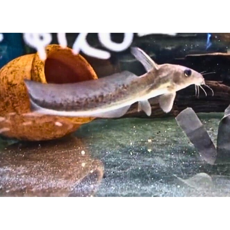 Catfish - Toothless
