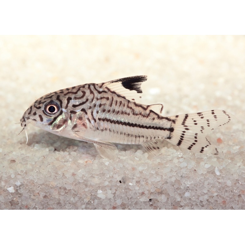 Corydoras - Julii