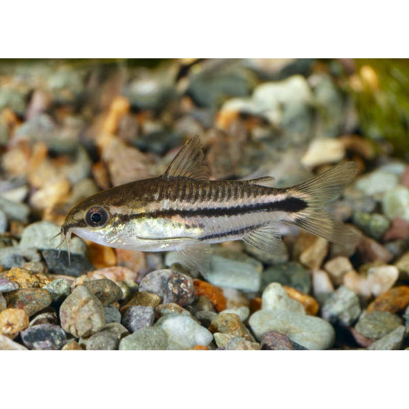 Corydoras - Pygmaeus