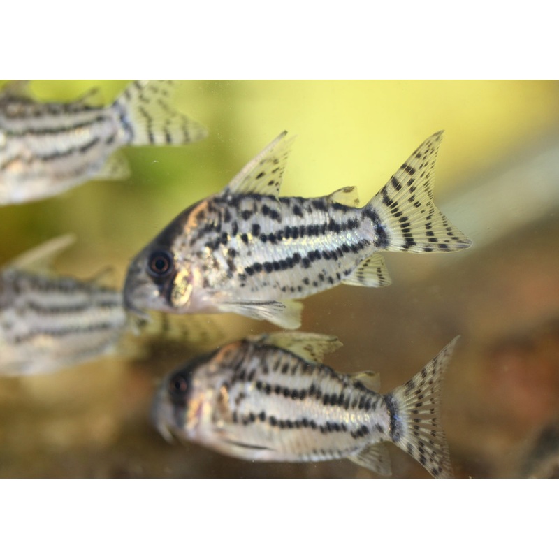 Corydoras - Schwartzii