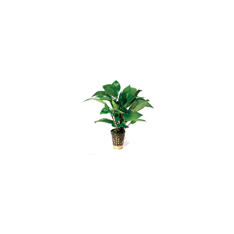 Corymbosa Broad in Mesh Pot