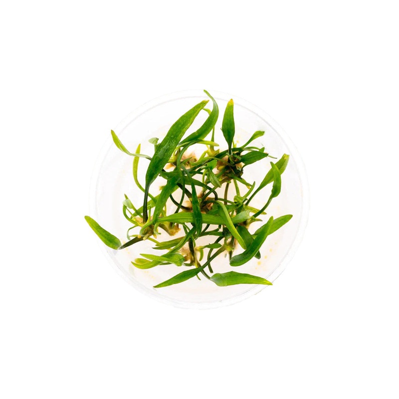 Cryptocoryne Nevelli Tissue Culture