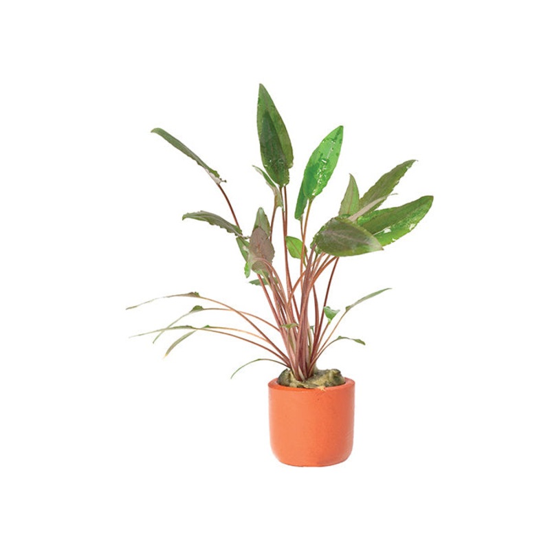 Cryptocoryne Petchii in Terracotta Pot