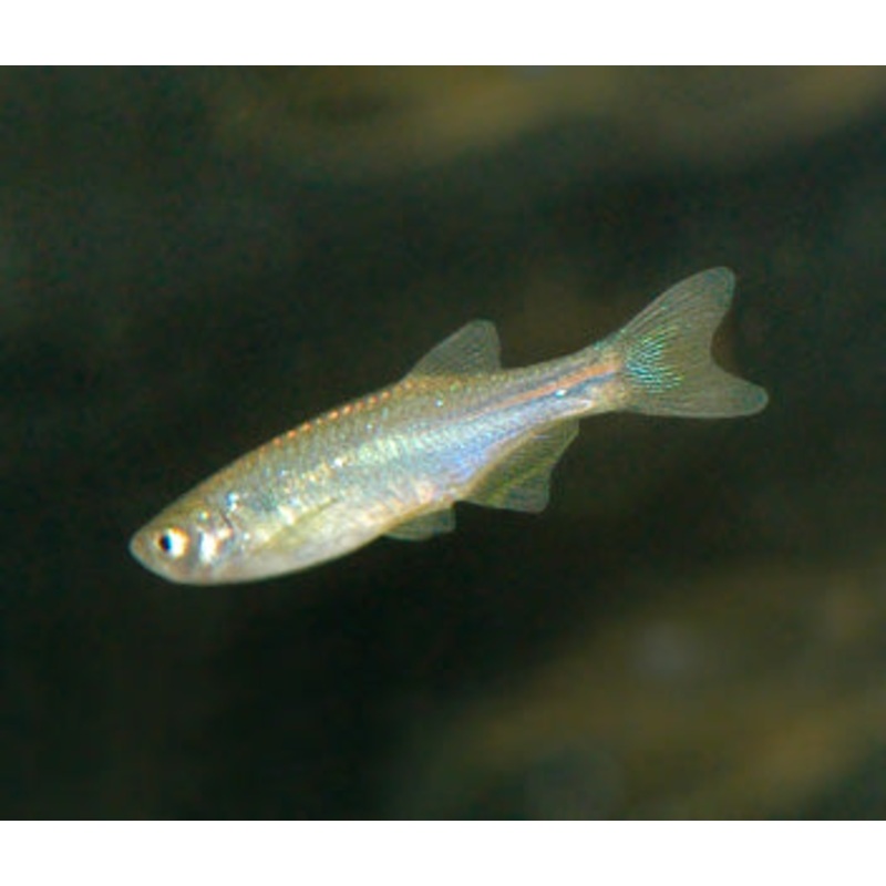 Danio Kerri