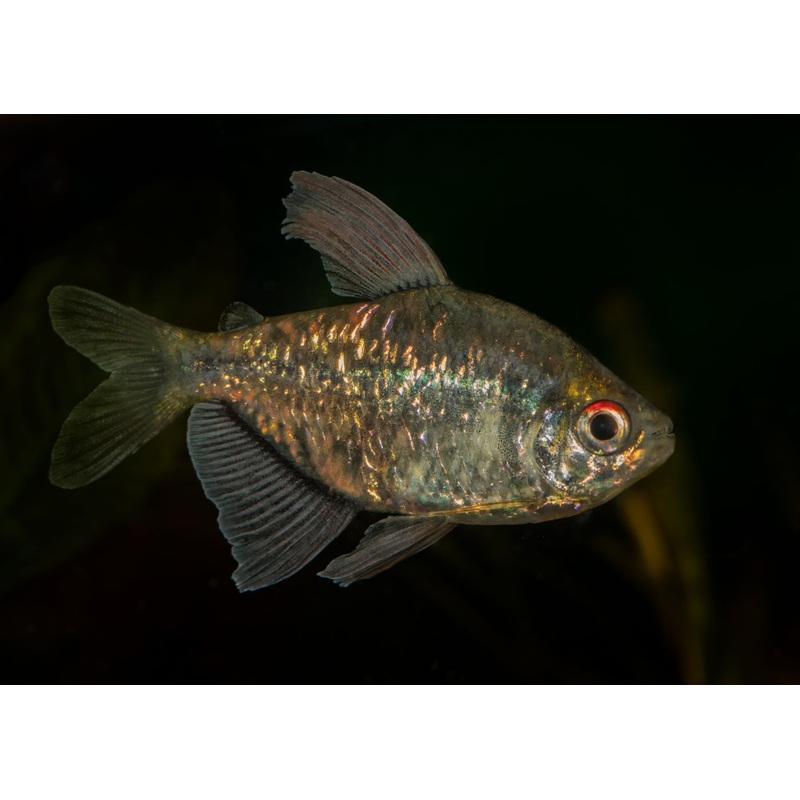 Diamond Tetra - Special 6 for $25