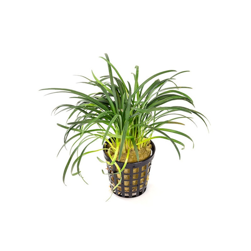 Dwarf Pongol in Mesh Pot