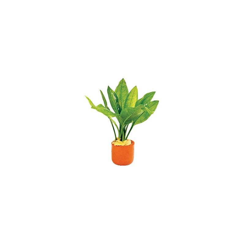 Echinodorus Bleheri in Terracotta Pot