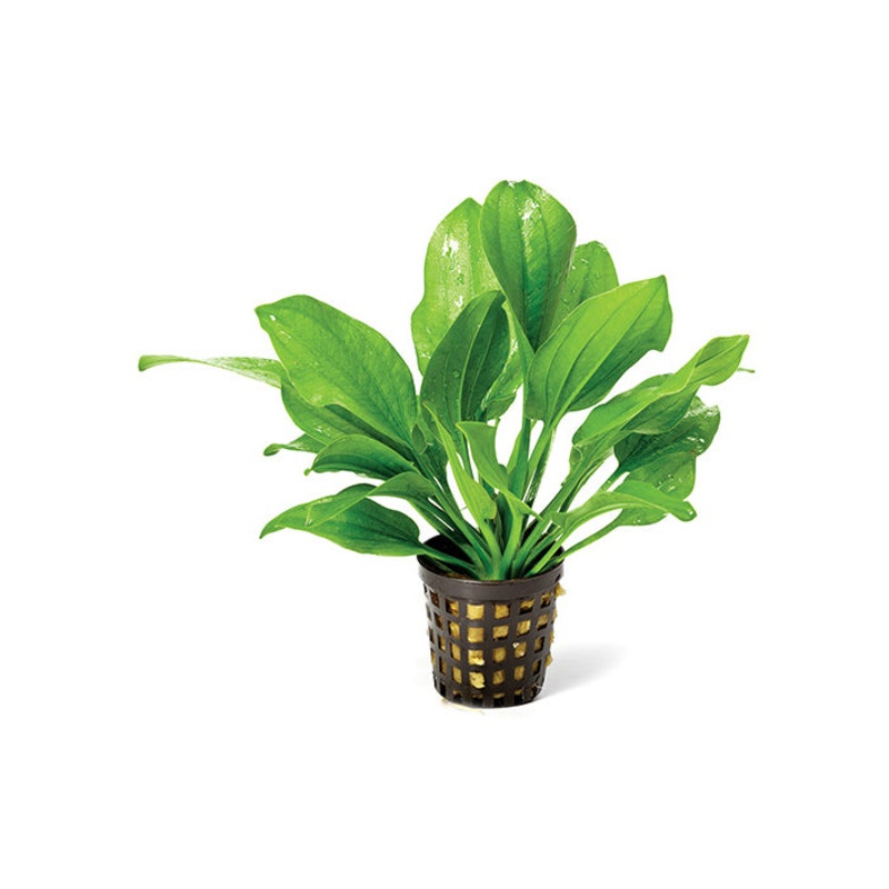 Echinodorus Indian Red in Mesh Pot