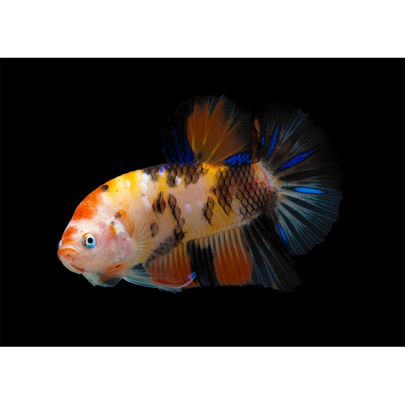 Fighter - Female Koi Halfmoon Plakat