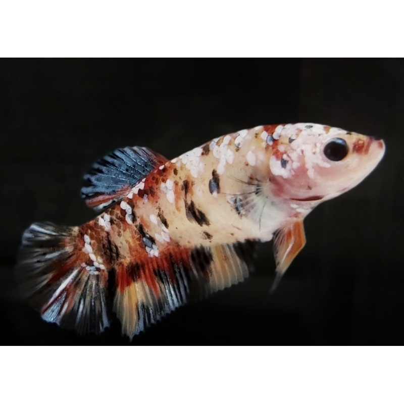 Fighter Female Plakat Halfmoon