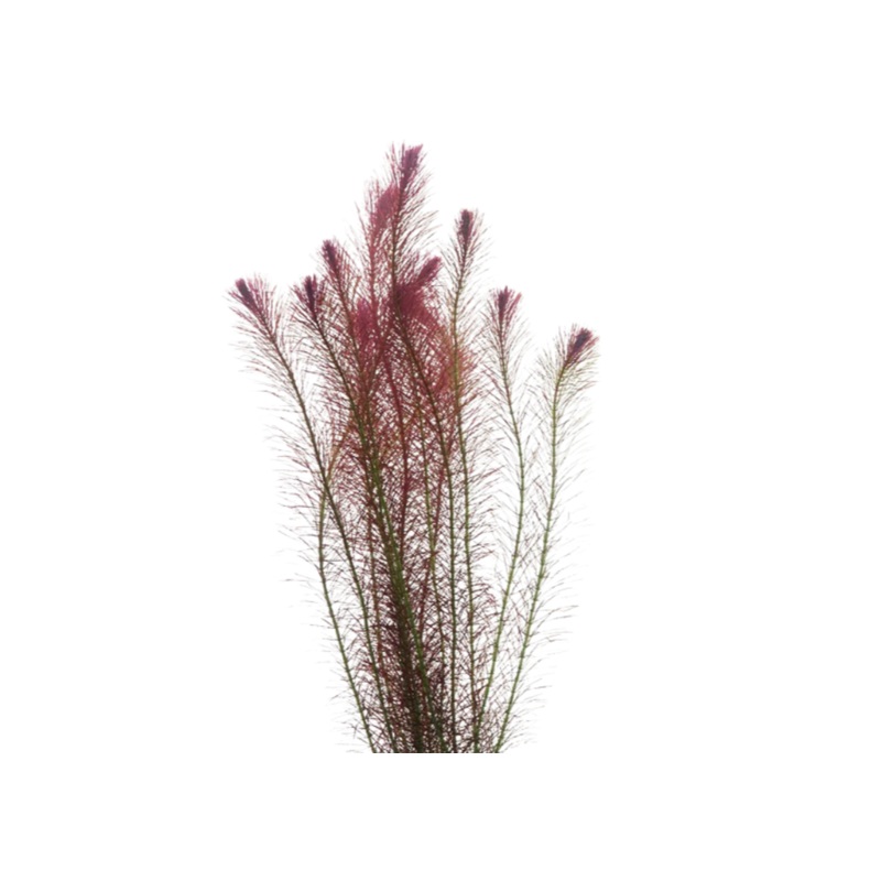 Fine Rotala