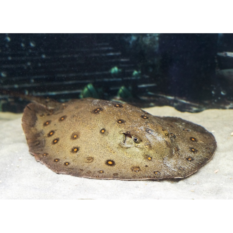 Freshwater Stingray - Motoro - Female