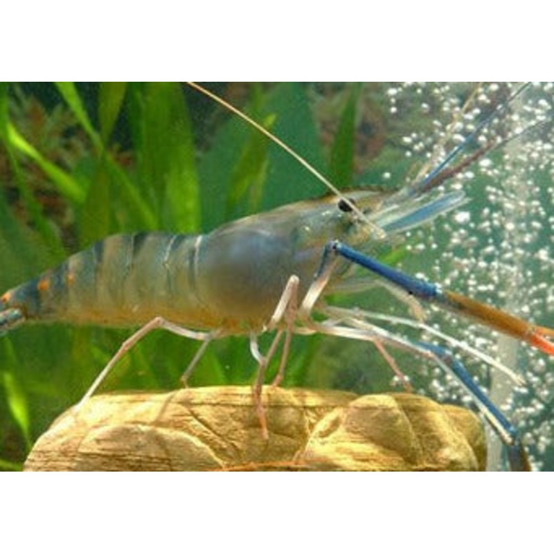 Giant Freshwater Prawn - Macrobrachium rosenbergii