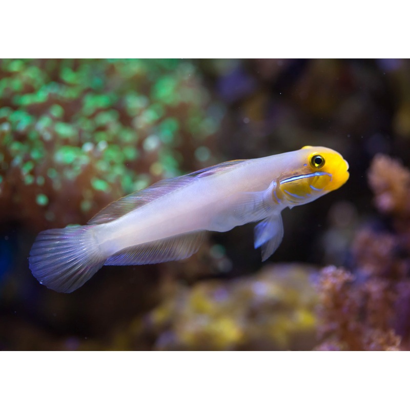 Goby - Gold Head Pair