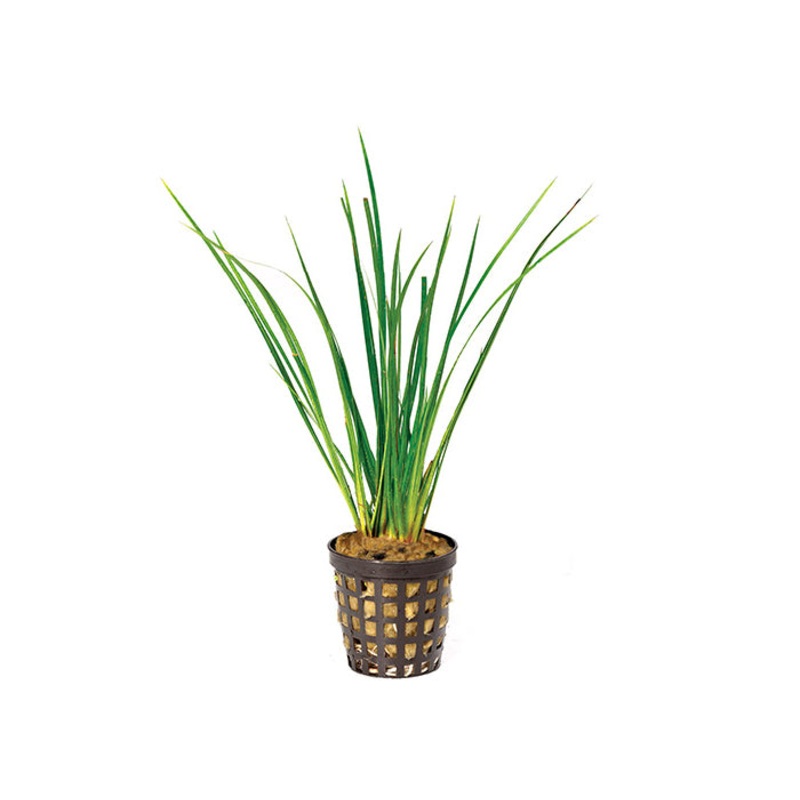 Green Rush in Mesh Pot