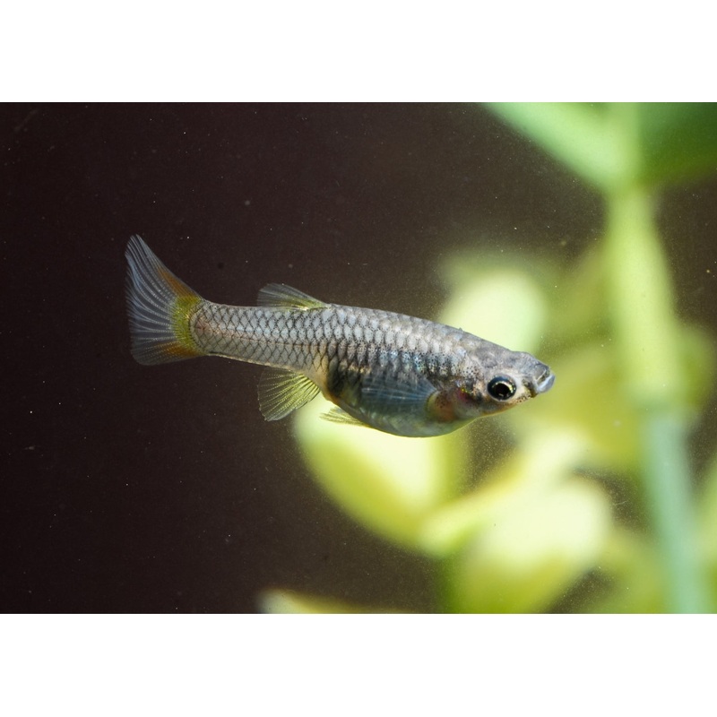 Guppy - Female Assorted