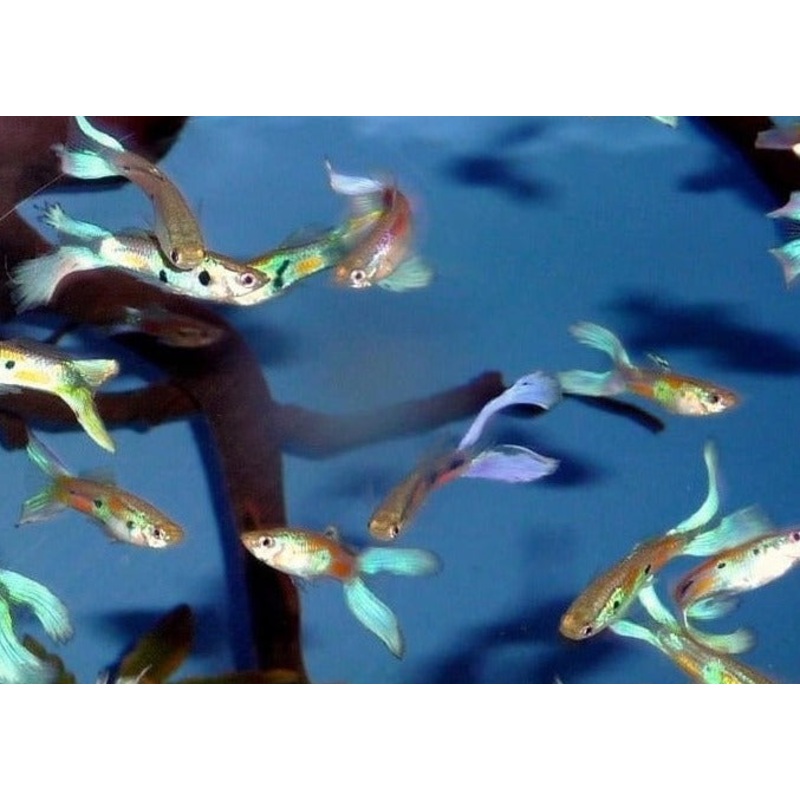 Guppy Male Blue Scissortail