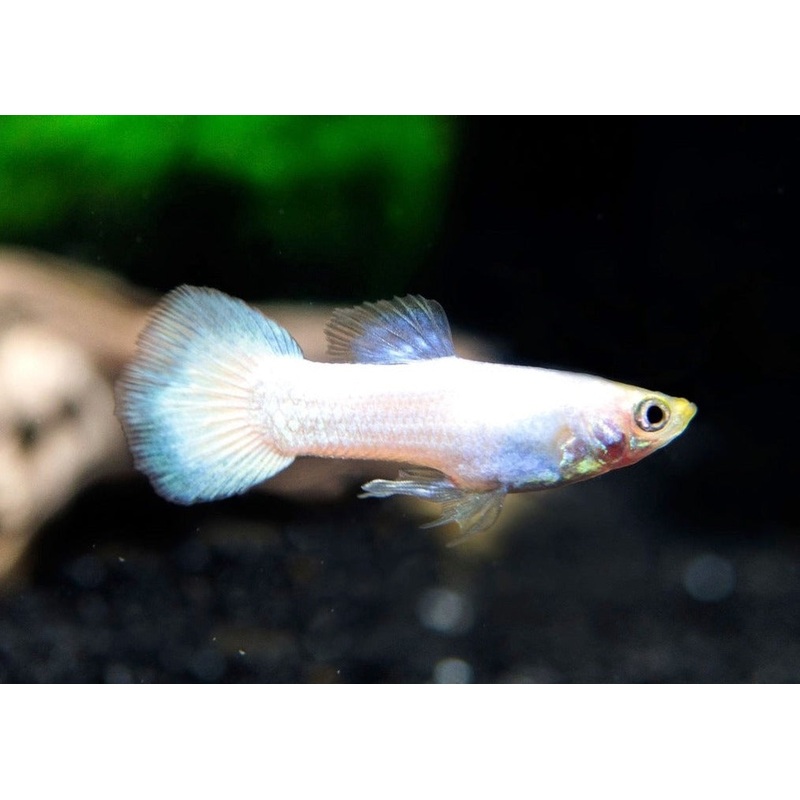 Guppy Male Platinum White