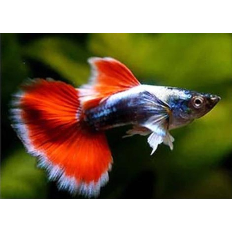Guppy Male Santa Clause