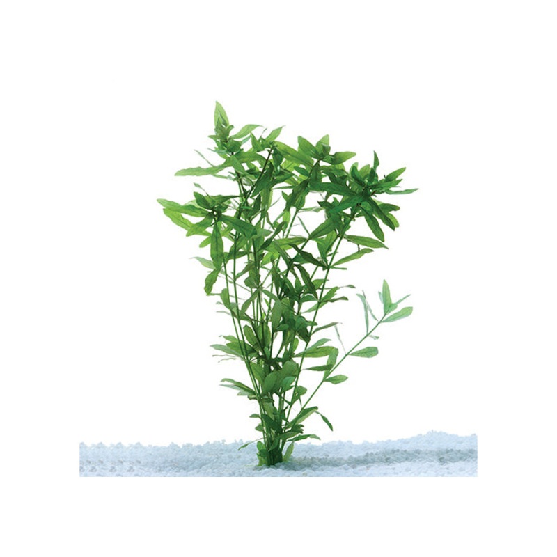 Hygrophila