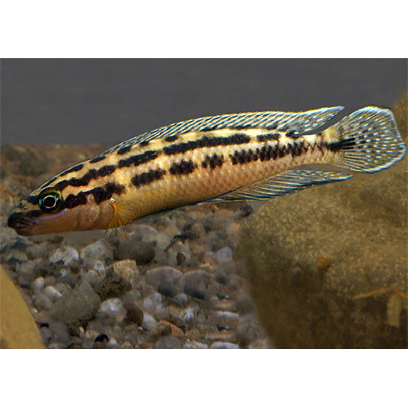 Julidochromis Transcriptus