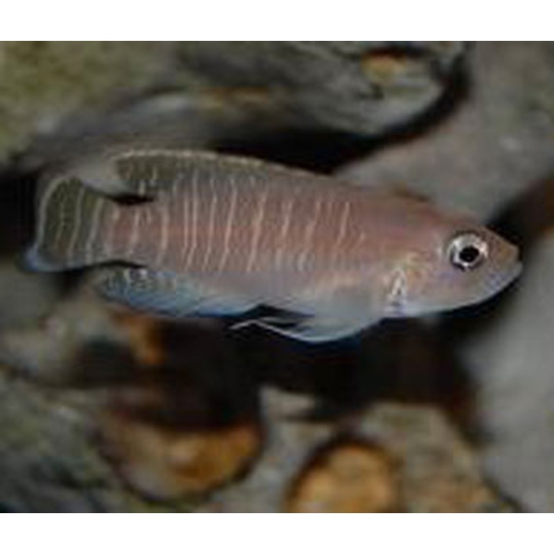 Lamprologus Brevis - Sunspot