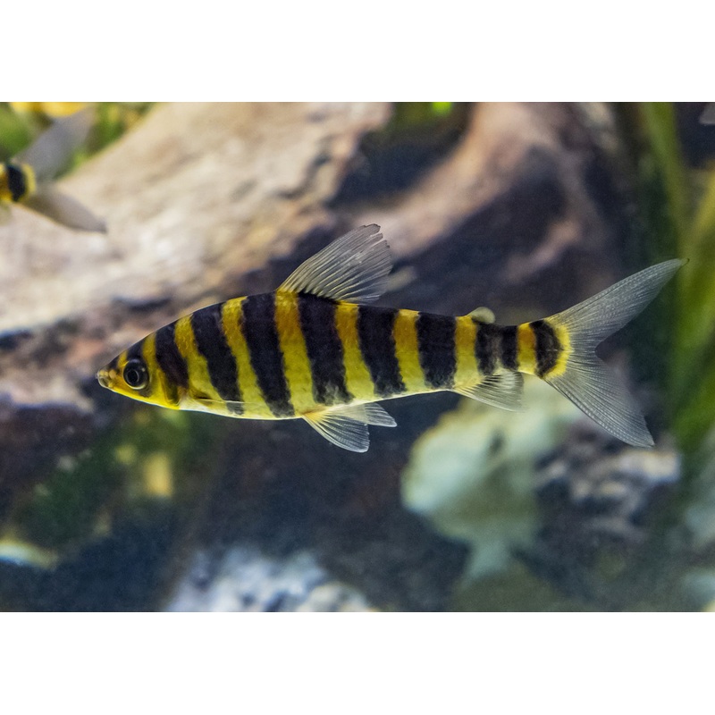 Leporinus - Banded