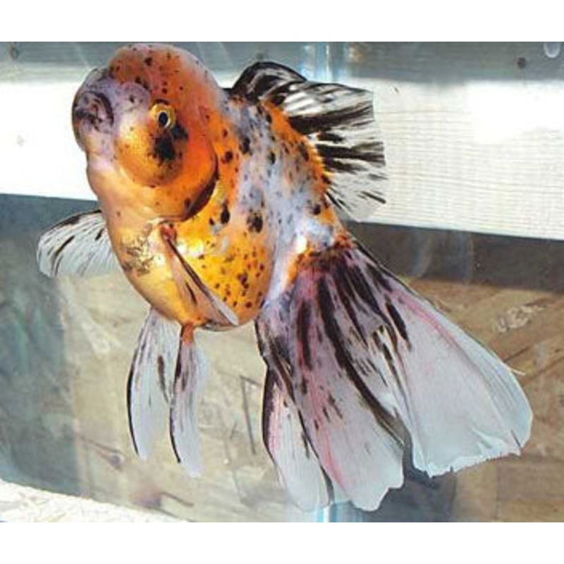 Oranda Calico