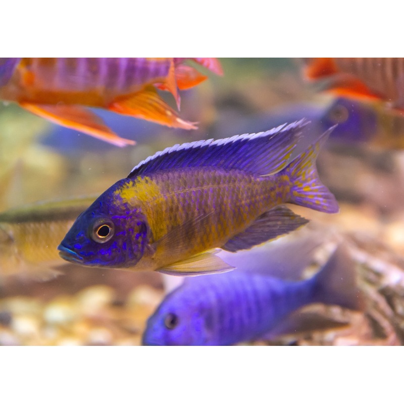 Peacock Cichlid - Maulana Bicolour