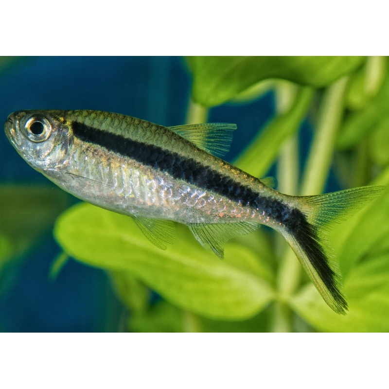 Penguin Tetra Special (6 for $25)