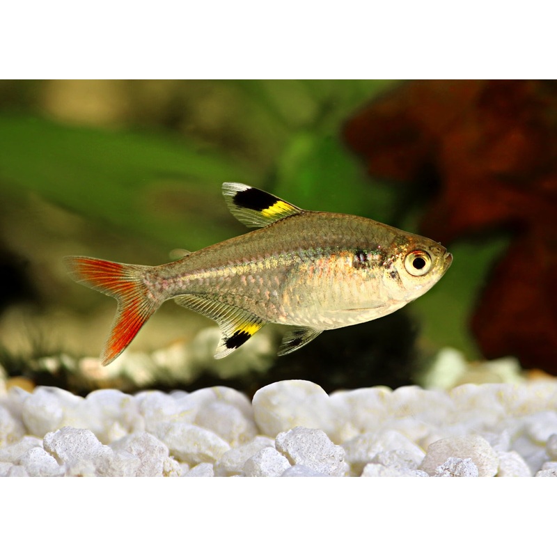 Pristella Tetra