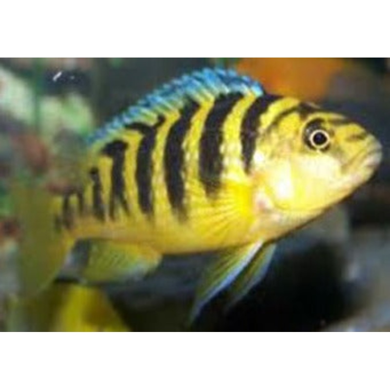 Pseudotropheus Crabro
