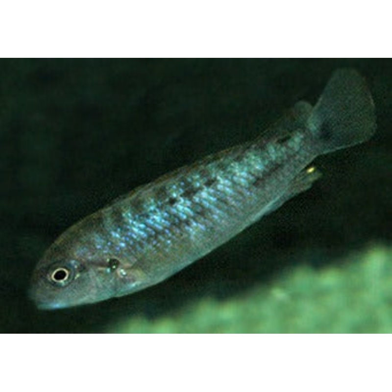 Pseudotropheus Perspicax